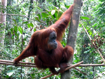 Orangutan350x263