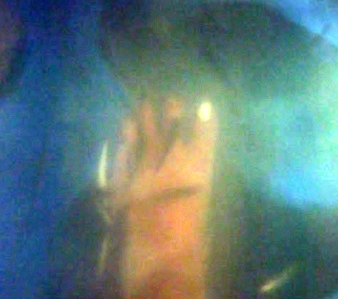 FishNibble678x600