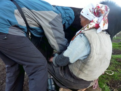 Milking yaks in the wilds of Mongolia