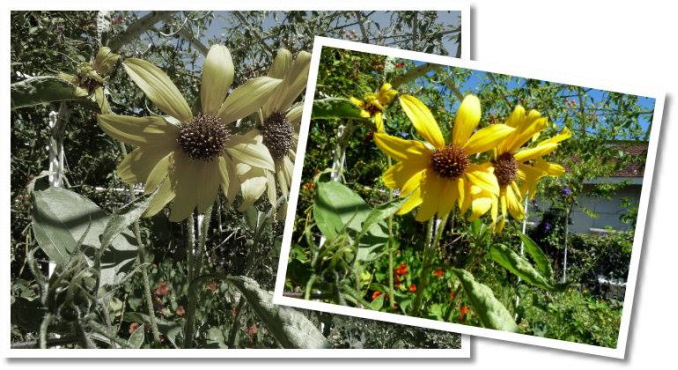 02Daisies678x370