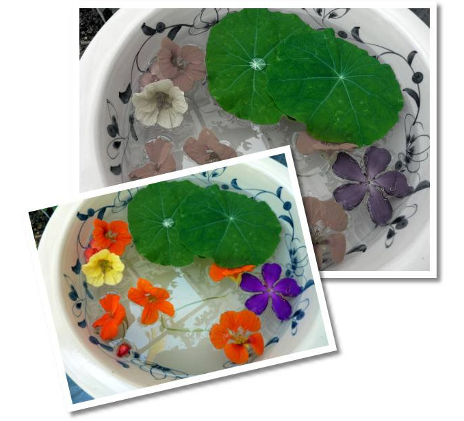 03BowlNastursiums678x615