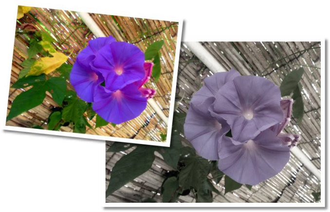 05MorningGlories678x436