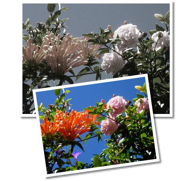 06Roses678x629