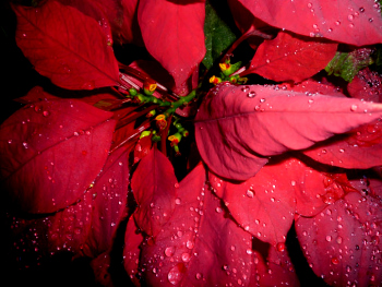 Poinsettia350x263