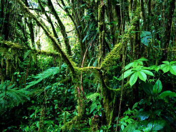 BorneoJungle350x263