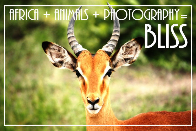 Foto Flip Friday Winner James FlyIcarusFly Chobe Impala Postcard photo Front, June 2014 Theme: Follow Your Dreams