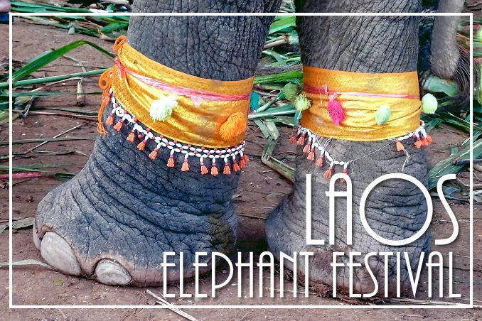 Foto Flip Friday August 2014 Theme: Yellow - Laos Elephant Festival Postcard photo Front