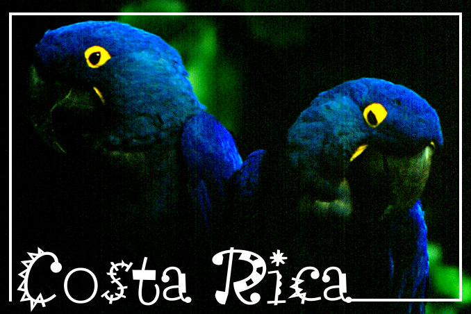 Foto Flip Friday October 2014 Theme: Blue - Costa Rica Parrots Postcard photo Front