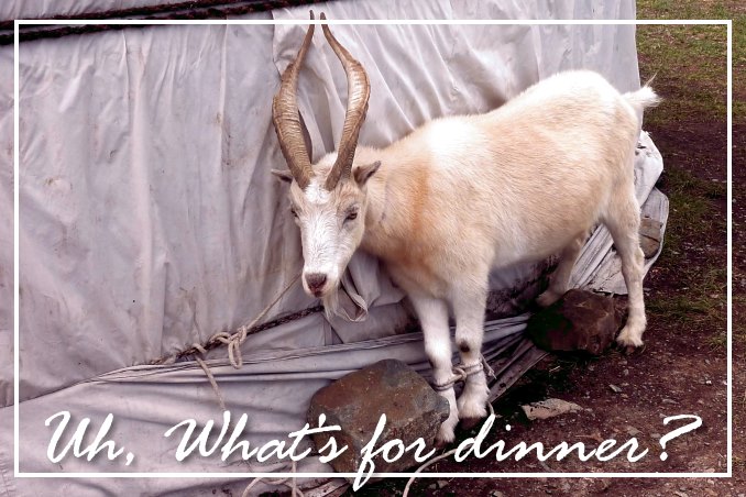 Foto Flip Friday November 2014 Theme: Travel Eats -  Mongolian Goat for Dinner Postcard photo Front