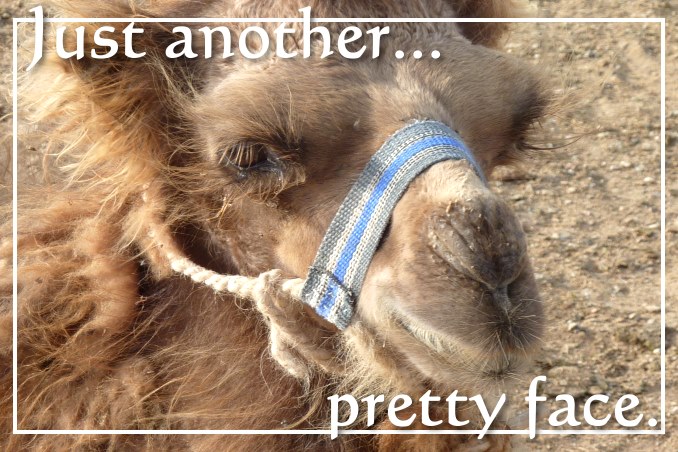 Foto Flip Friday October 2014 Theme: Faces - Mongolian Baby Camel Postcard photo Front