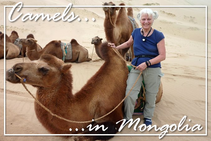 Foto Flip Friday October 2014 Theme: Animals - Camel ride in the Gobi, Mongolia Postcard photo Front