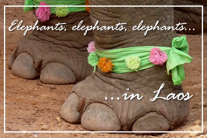 Foto Flip Friday October 2014 Theme: Animals - Elephants in Laos Postcard photo Front