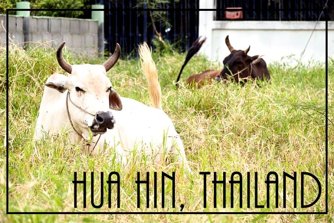 Foto Flip Friday October 2014 Theme: Animals - Hua Hin Thailand Cows by FourLetterNerd Postcard photo Front
