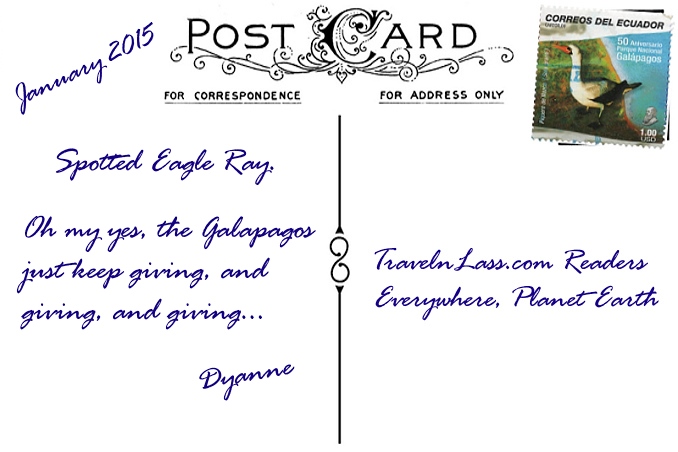 Foto Flip Friday October 2014 Theme: Animals - Galapagos Spotted Eagle Ray Postcard photo Back