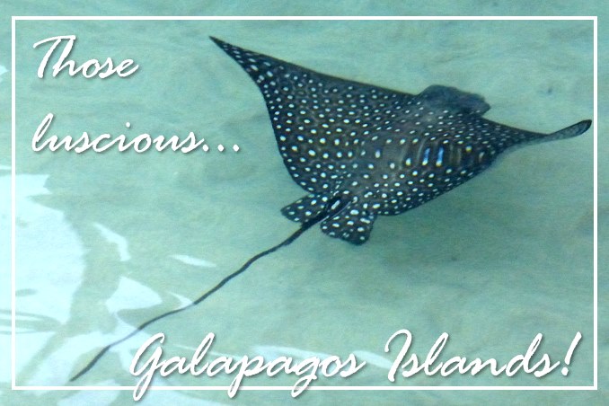 Foto Flip Friday October 2014 Theme: Animals - Galapagos Spotted Eagle Ray Postcard photo Front