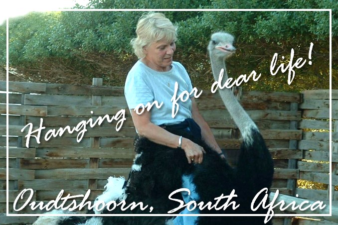 Foto Flip Friday October 2014 Theme: Animals - Riding an Ostrich, South Africa Postcard photo Front
