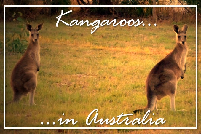 Foto Flip Friday October 2014 Theme: Animals - Kangaroo in Australia Postcard photo Front