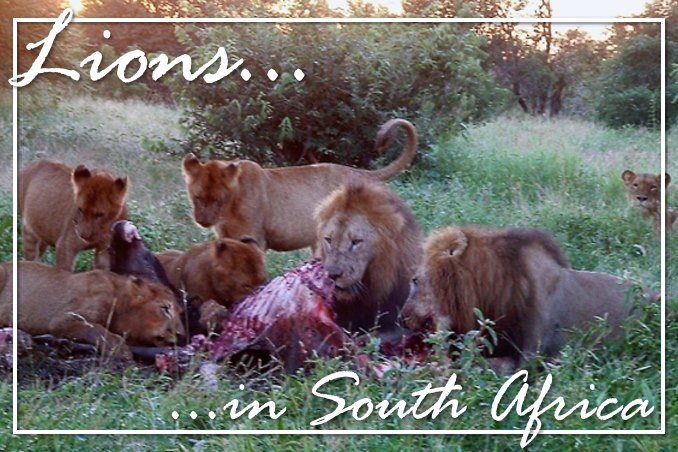 Foto Flip Friday October 2014 Theme: Animals - Kruger National Park, South Africa, Lions at Dawn Postcard photo Front