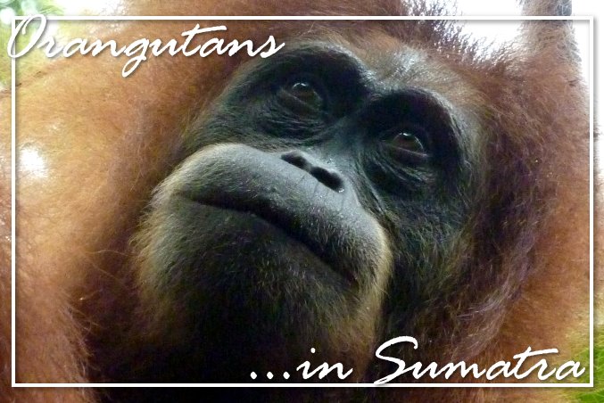 Foto Flip Friday October 2014 Theme: Animals - Orangutans in Sumatra, Indonesia Postcard photo Front