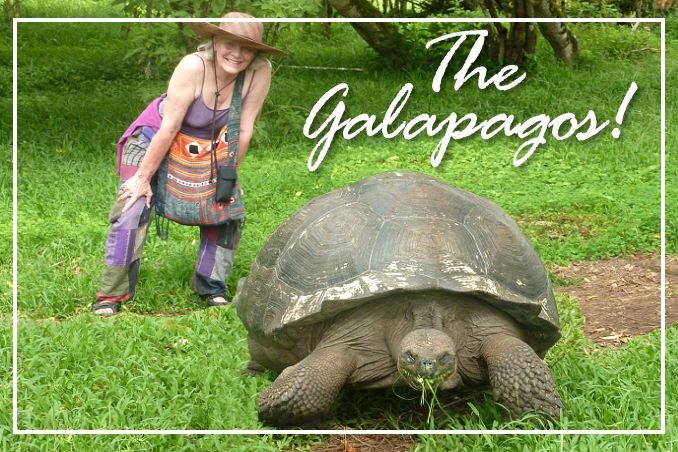 Foto Flip Friday October 2014 Theme: Animals - Galapagos Tortoise Postcard photo Front