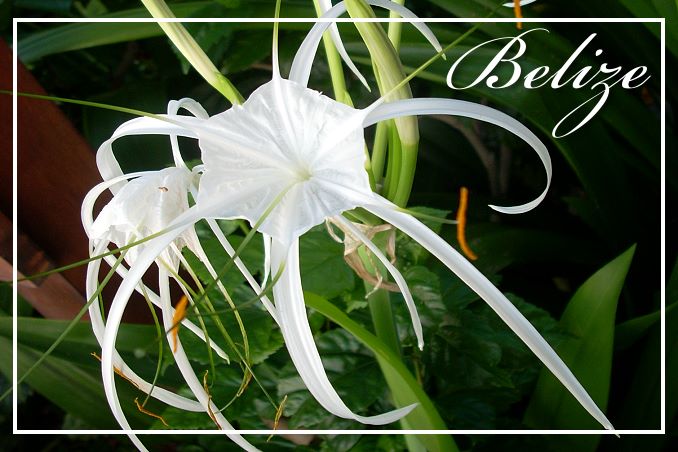 Foto Flip Friday March 2015 Theme: White - Belize Flower Postcard photo Front
