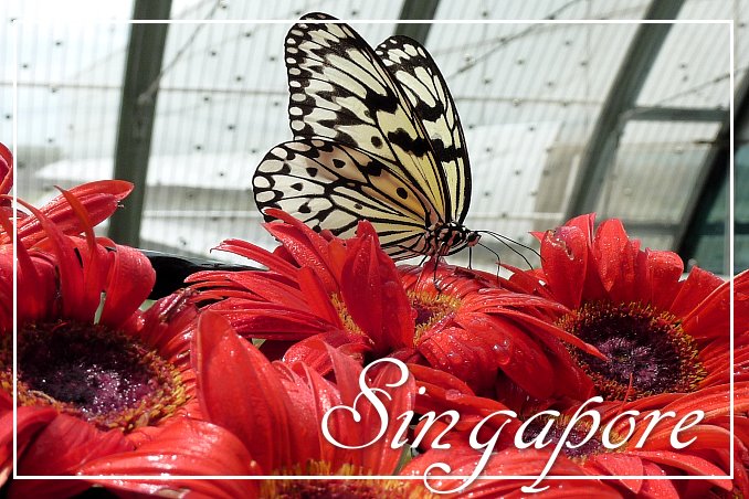 Foto Flip Friday March 2015 Theme: Blooms - Singapore Butterfly Blooms Postcard photo Front