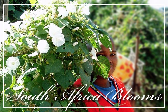 Foto Flip Friday March 2015 Theme: Blooms - South Africa Blooms Postcard photo Front