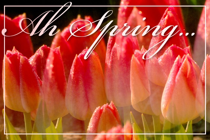 Foto Flip Friday March 2015 Theme: Blooms - Soft Tulips Postcard photo Front