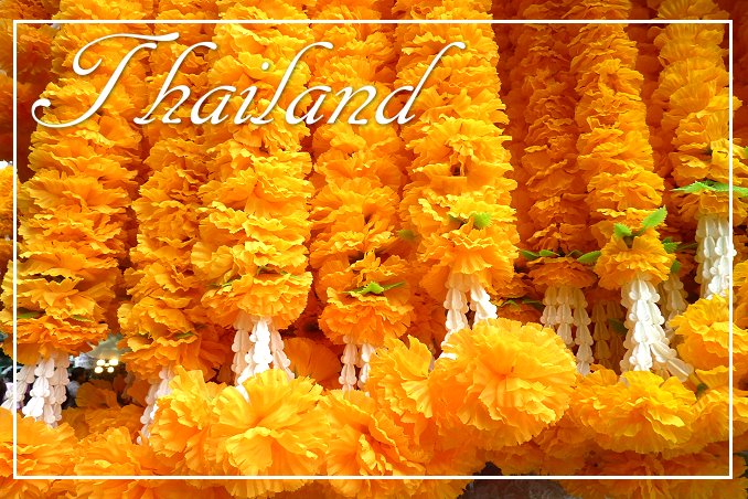 Foto Flip Friday March 2015 Theme: Blooms - Thailand Marigold Blossoms Postcard photo Front