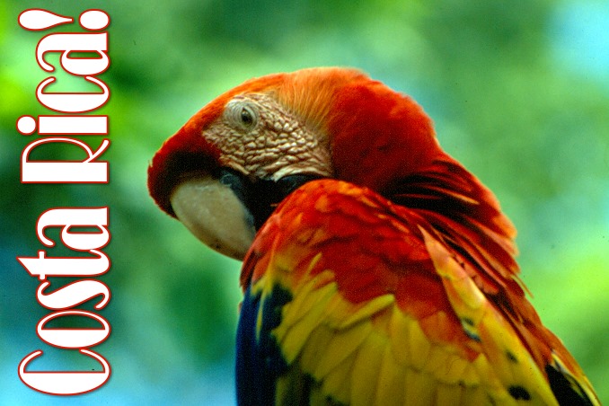 Foto Flip Friday June 2015 Theme: Red - Costa Rica Parrot Postcard photo Front