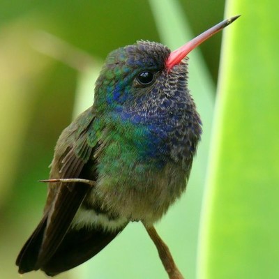 World's smallest bird: the Bee Hummingbird