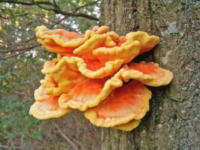 Chicken of the Woods mushroom 