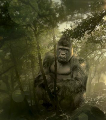 Gorillla in the Mist