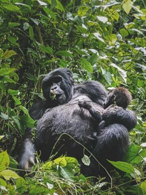 Uganda Mountain Gorilla