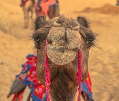 Pushkar Camel Festival