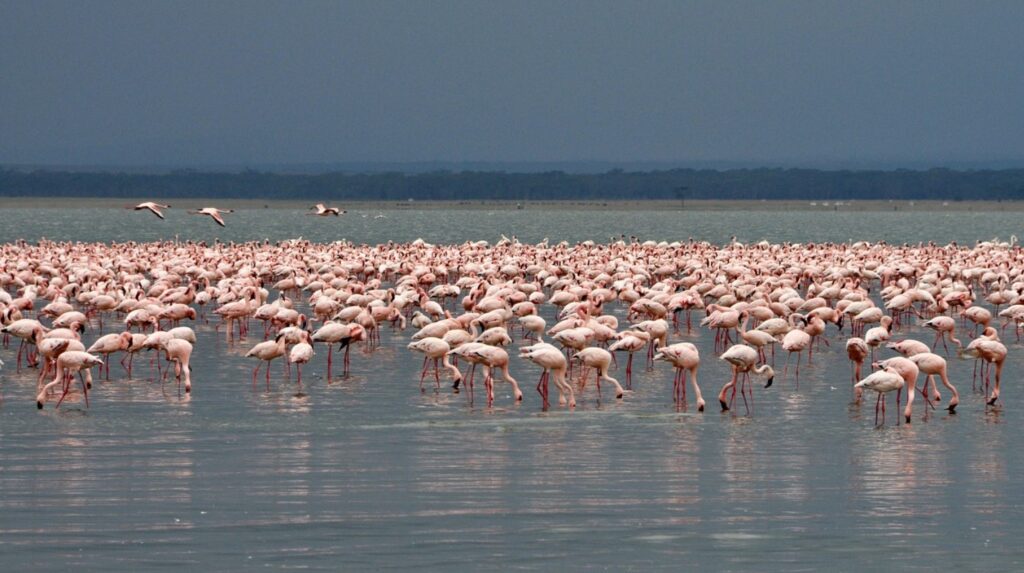 Colombia Flamingos
