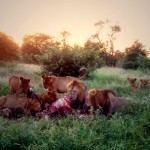 LionsAtDawnKNP678x509 (Random Photo Memory: Lions at Dawn)