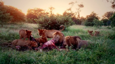 LionsAtDawnKNPSlider683x384 (Random Photo Memory: Lions at Dawn)