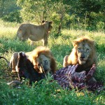 LionsAtDawnKrugerNationalParkSouthAfricaTPR87 (Random Photo Memory: Lions at Dawn)