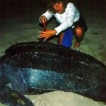 SoYouWannaPart4DytTurtle350x237 (So You Wanna Be an Int’l Tour Operator, Huh? Part IV (the FINAL!))