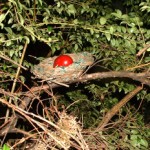 BirdnestHide350x232 (Geocaching: A World-wide Game Custom-made for Travelers)