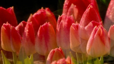 TulipsSlider678x383 (10 Years Later – a Soothing Glimpse of Beauty)