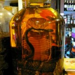 CobraInJar350x526 (Eating Live Cobra: What I WON’T be doing in Hanoi soon…)