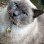 DearestLuna350x467 (72 Hours and Counting…)