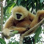 Gibbon350x227 (O.R.A.N.G.U.T.A.N.S.)