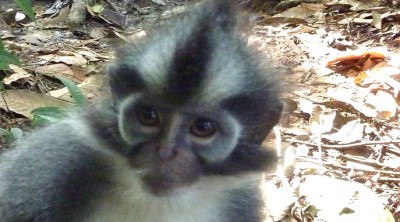 MonkeyCloseupSlider (O.R.A.N.G.U.T.A.N.S.)