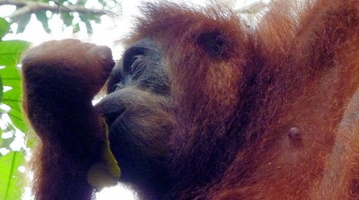 Orangutan1Slider (O.R.A.N.G.U.T.A.N.S.)