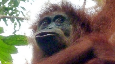 Orangutan2Slider (O.R.A.N.G.U.T.A.N.S.)