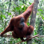Orangutan350x263 ((CELTA) D.O.N.E. Woo-HOO! (and some luscious travel plans…))