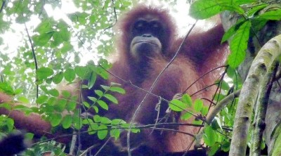 Orangutan3Slider (O.R.A.N.G.U.T.A.N.S.)